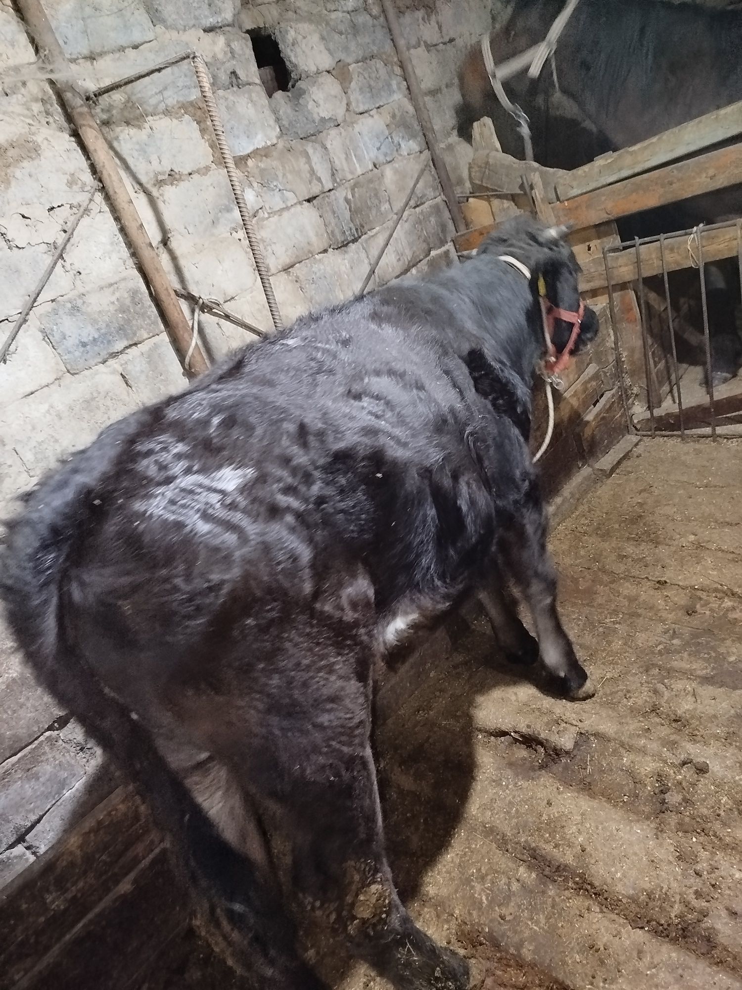 Буқа піштірілген 2жасар