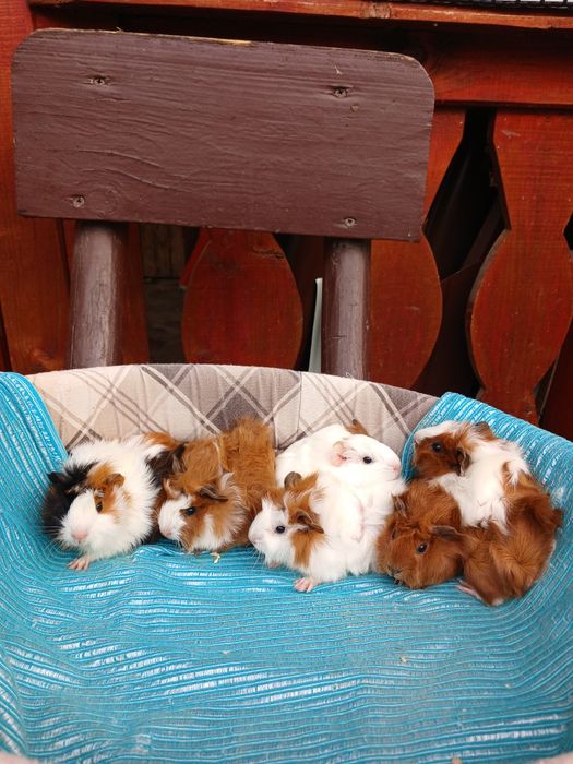 Pui de porcușori de Guineea