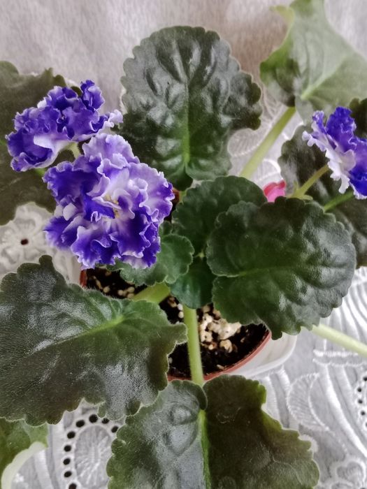 Фиалки сортовые цветущие