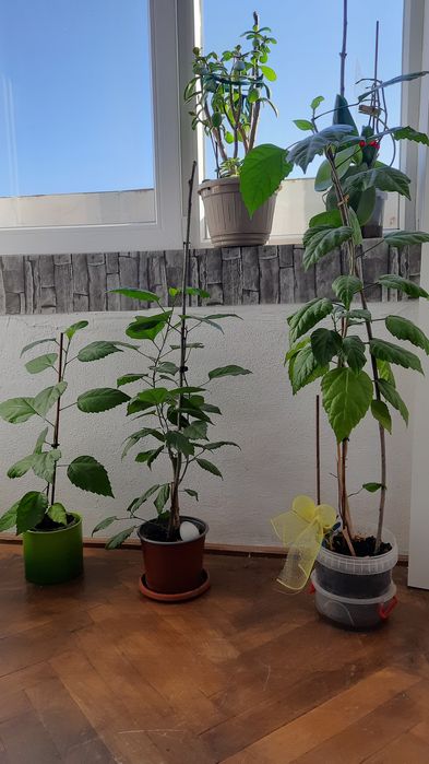 Trandafir japonez, arbore planta  cauciuc la ghiveci