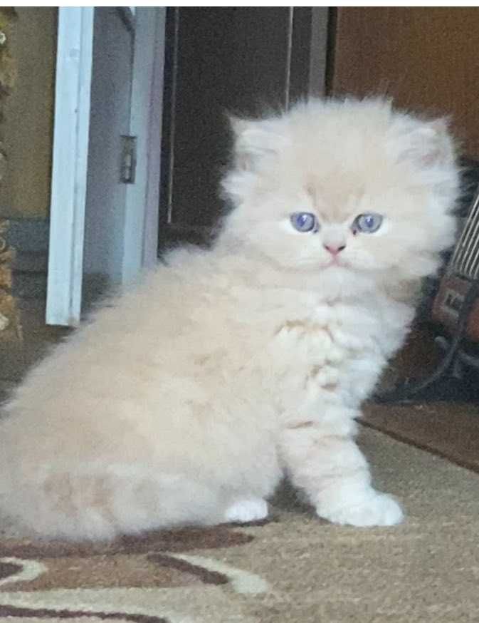 Персийски котенца