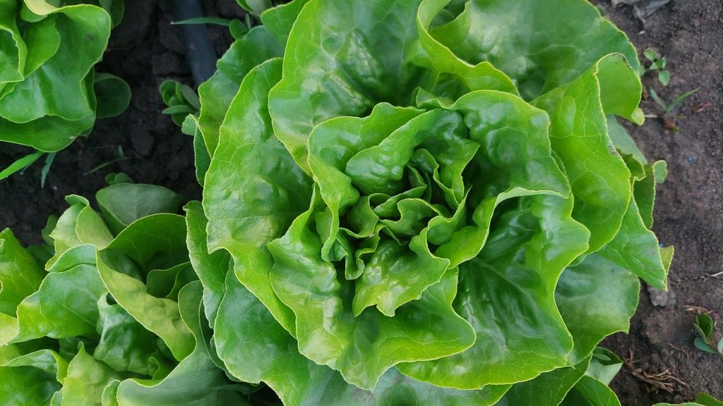 Salată verde normala