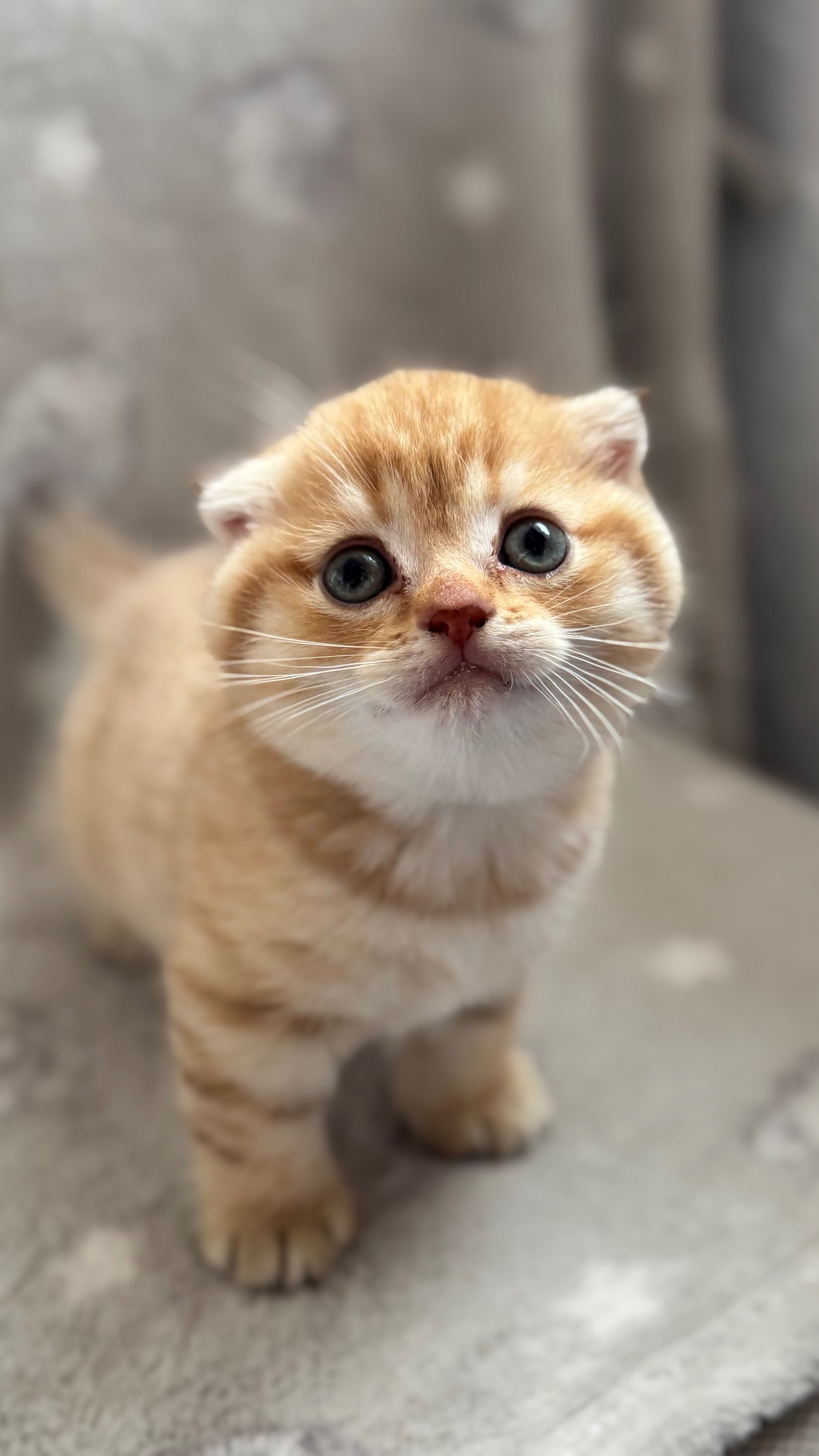 Шотландски клепоухи котенца