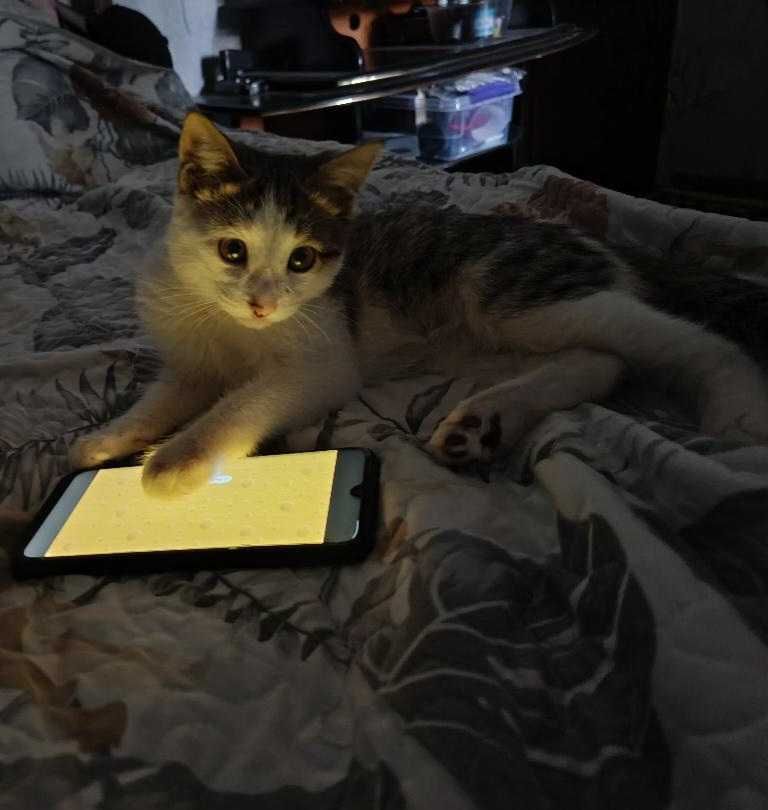 Отдам котенка только в надежные руки