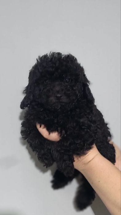 Той пудел Toy poodle -момчета