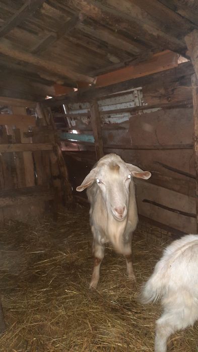 Vând țap de anul trecut