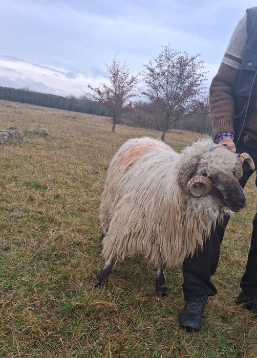 Vând berbecii bucălai