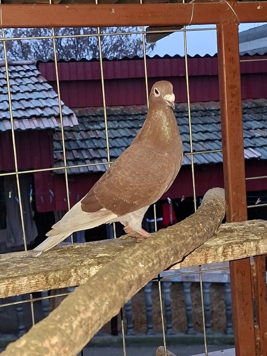 Porumbei roșii de București de vânzare