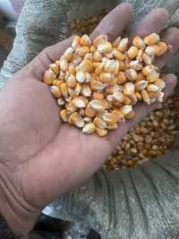 Кукуруза 140тг кг Кукуруза кормовая