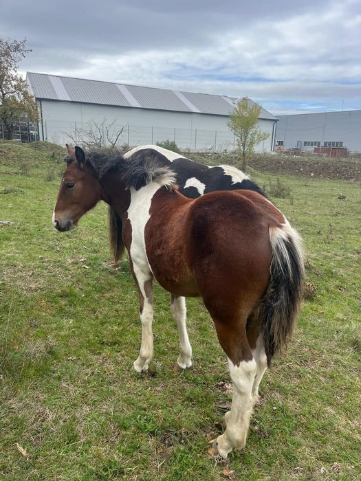 Vând 2 manji armăsari tarcati și o manza tarcată