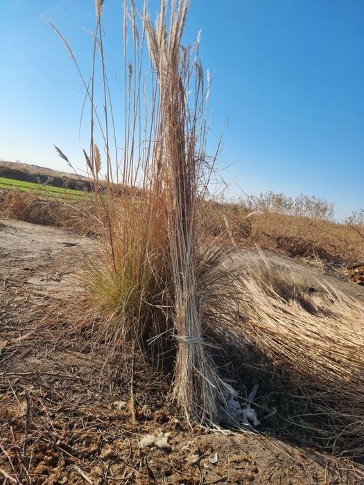 Гишша камиш сотилади.