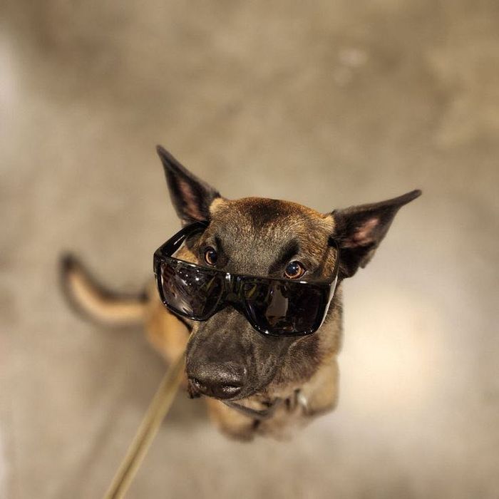 Выгул Собак на Мирабадском районе!