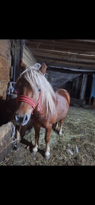 vand poneita de 2 ani