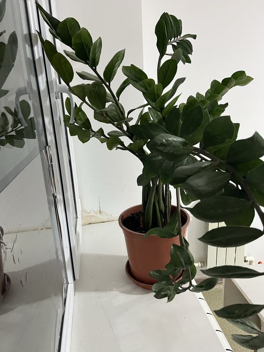 Продам цветы домашние доллар, фикус