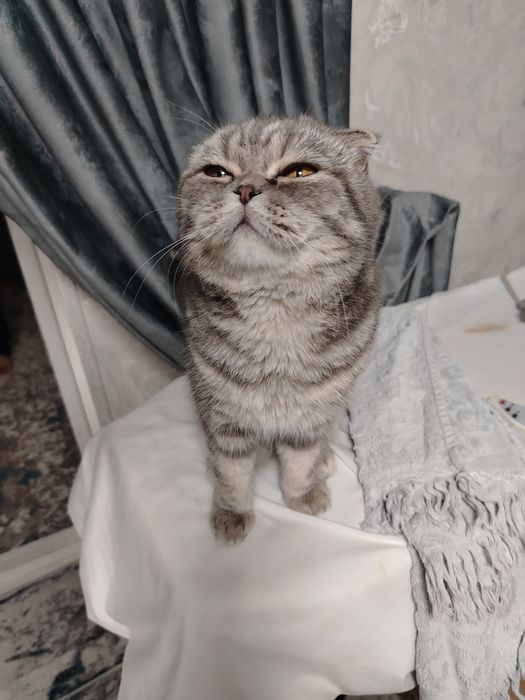 Skoch qiz bola 1 yosh