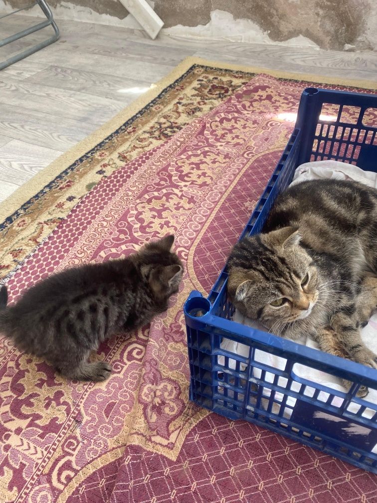 Прадается котенок