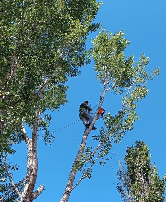 Пилим деревья , профессиональный спил распил .
