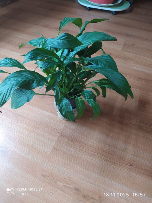 Спатифилум (женское счастье)