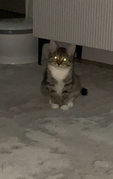 Отдам котенка 4 месяца