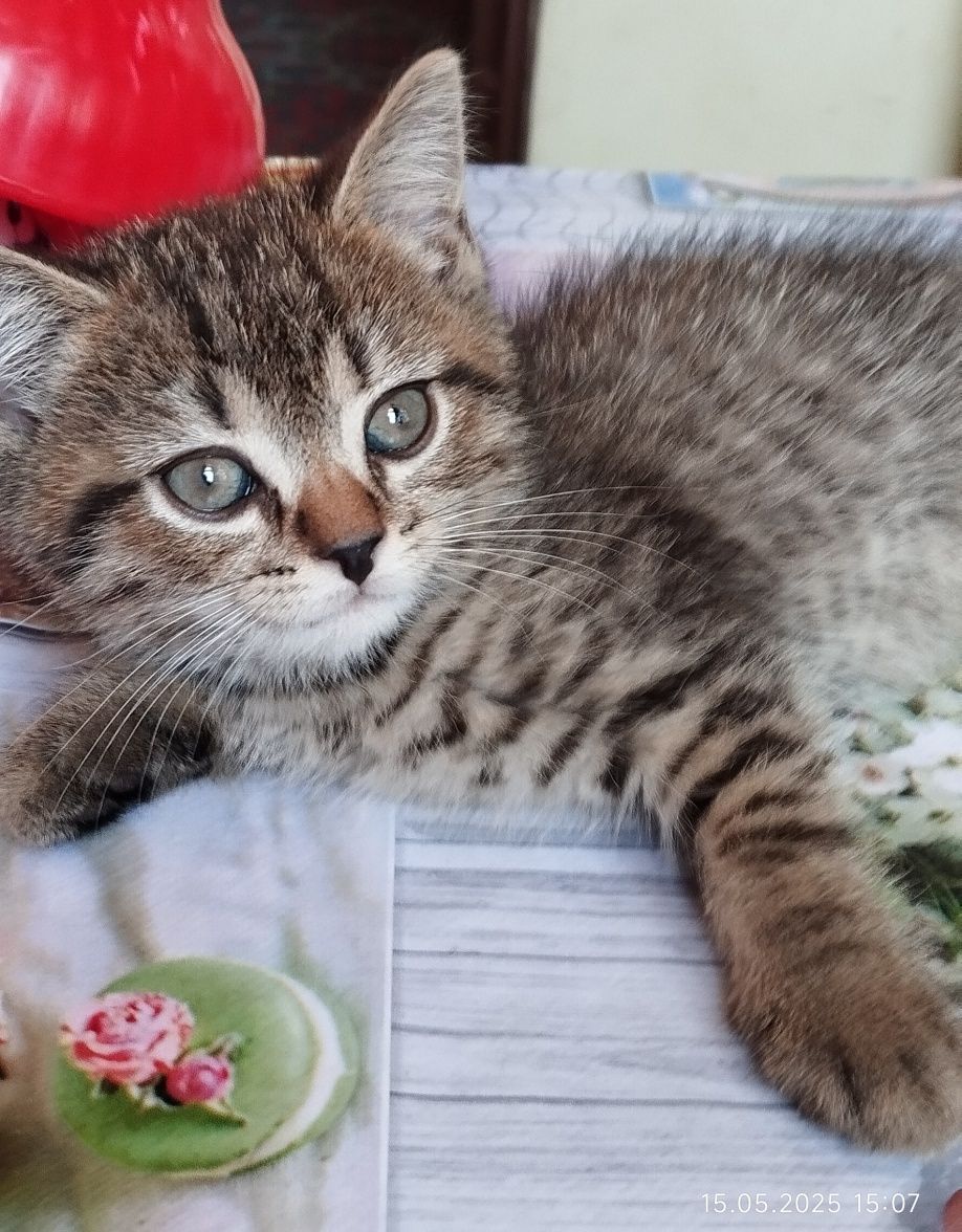 Продается котенок 2,5 месяца,скотиш страйт,окрас табби