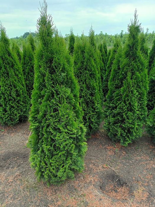 Vând tuia thuja smaragd diferite dimensiuni