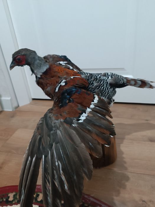 Чучело фазана Элиота продается
