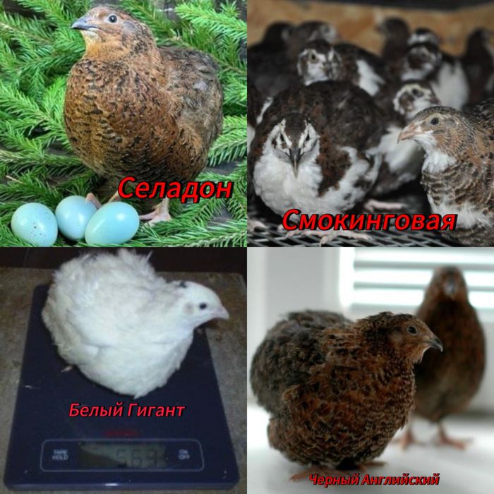 Инкубационные яйца перепелов / Бөдененің инкубациялық жұмыртқалары