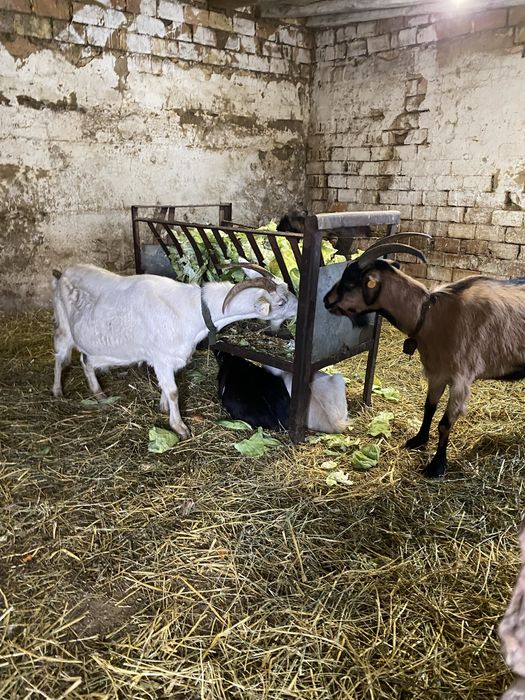Свободни две кози две ярета и един пръч
