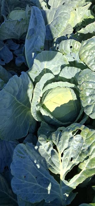 Varza si Ceapa angro!