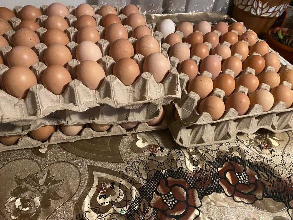 Oua de găină proaspete de consum