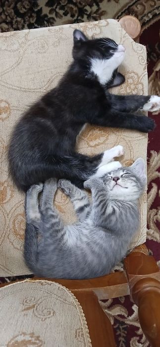 Мушук болалари 3 та