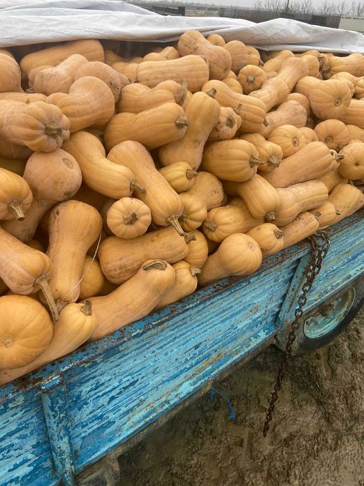 Vând dovleci plăcintari