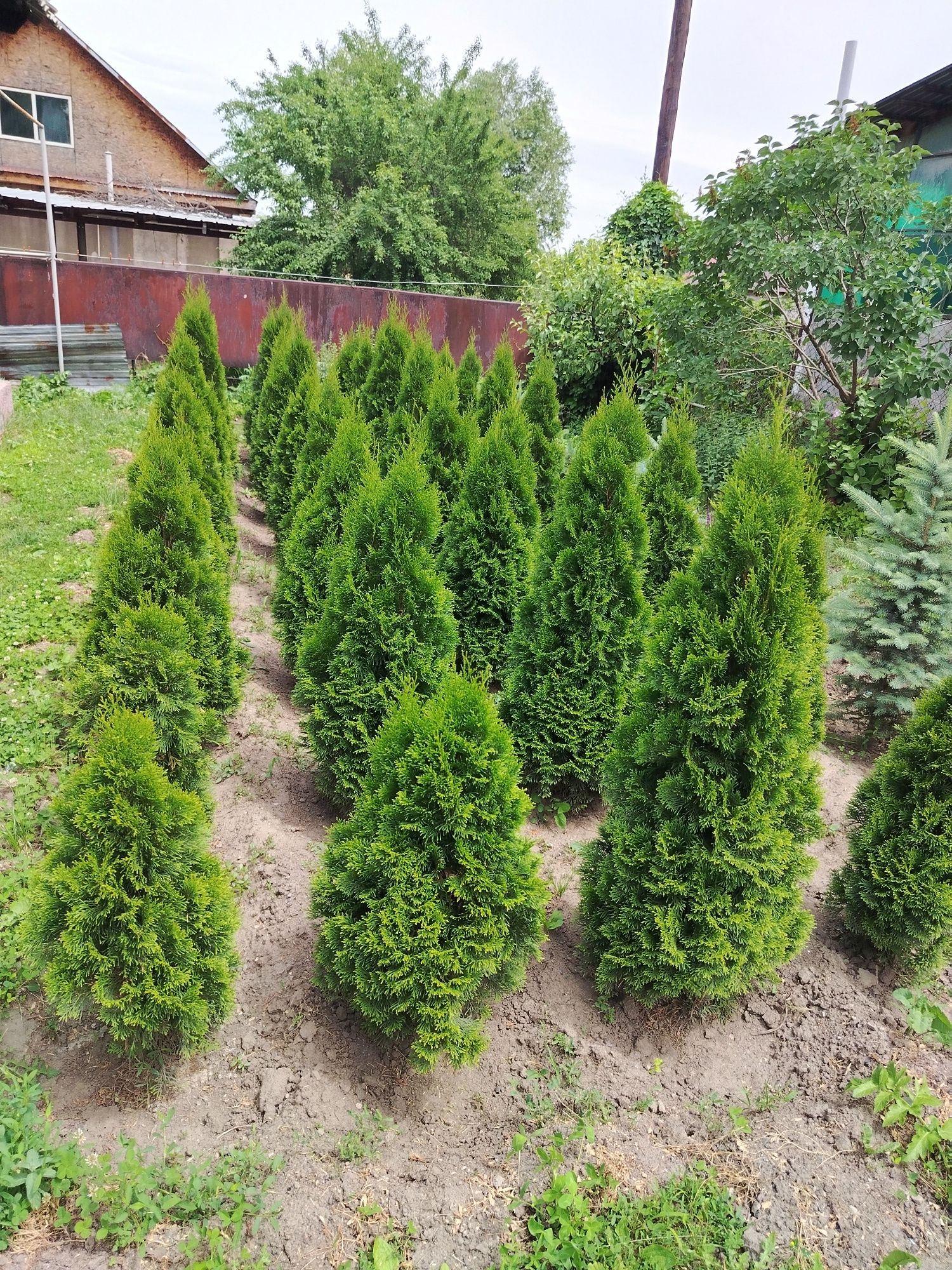 Продам туя смарагд,от 120см  до 160см, цена от 15000 до 20000