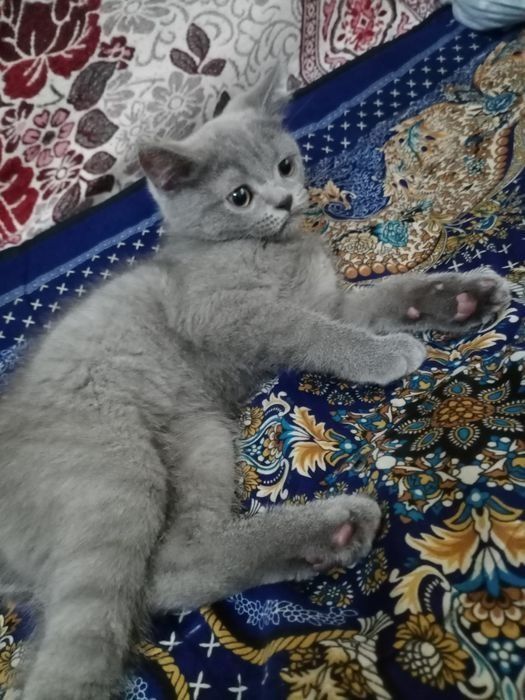 Срочно продается Скоттиш Страйт мальчик