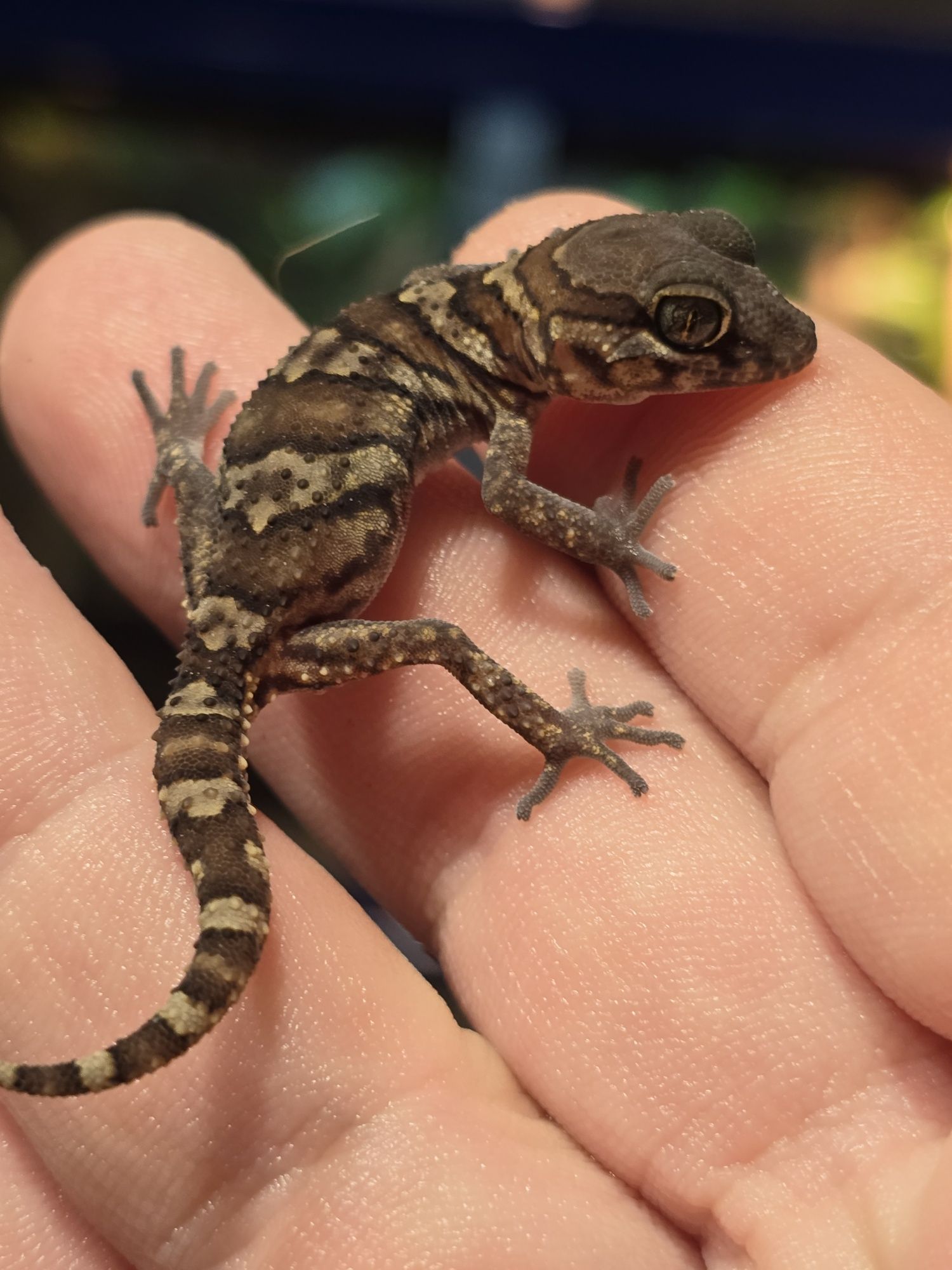 Pareodura picta / madagascar ground gecko