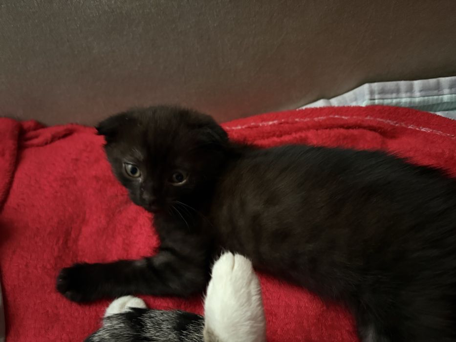 Котенок Вислоухий Девочка. Астана