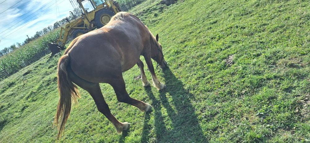 Vând manza de 3 ani