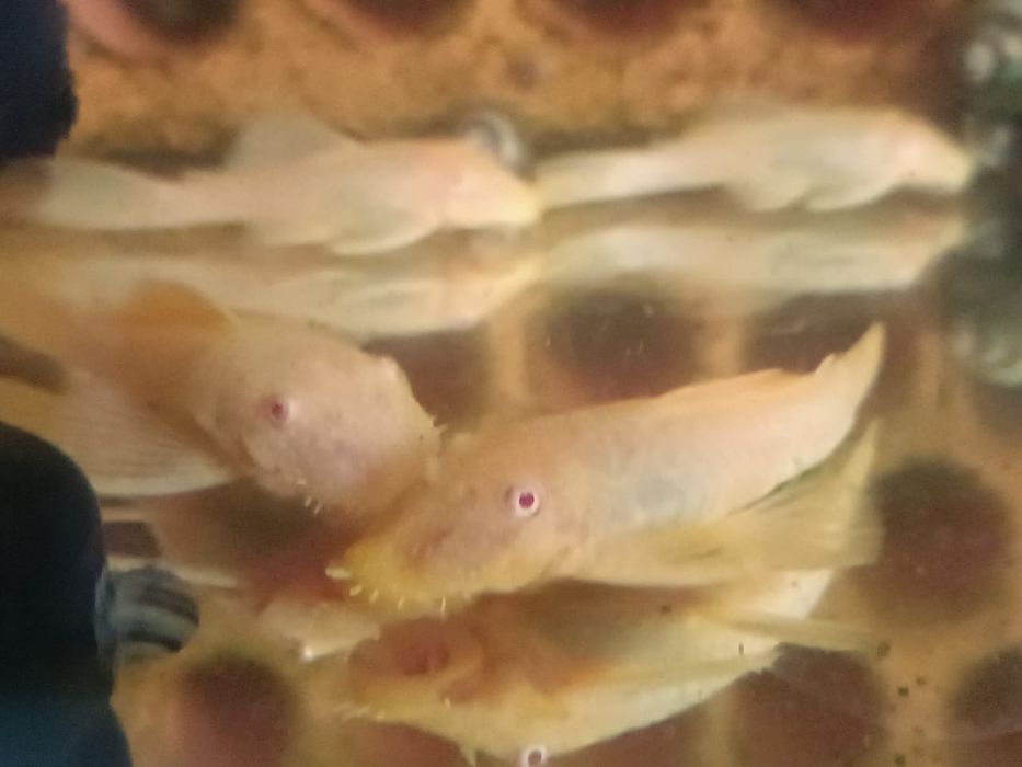 Анциструс Золотой Альбинос.
Размер: 4–7 см