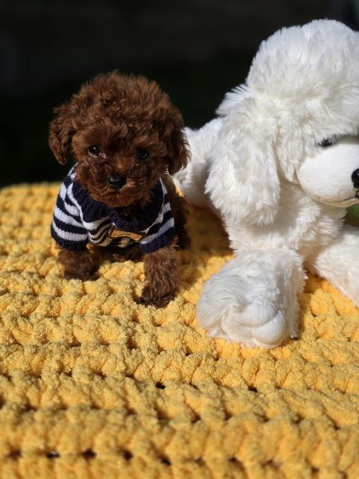 Резервиран !Тийкъп момче/ Tea cup/ с документ за произход