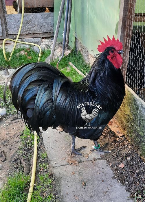 Pt incubat Ouă Australorp Negru