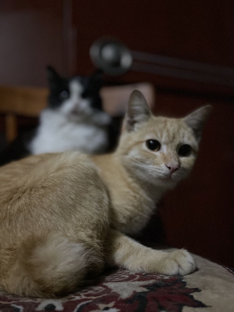 Два домашних котенка