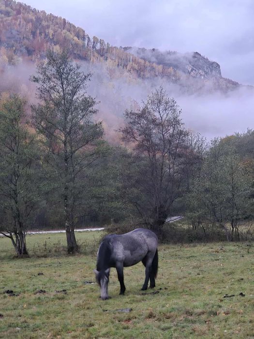 Mânză de vânzare.