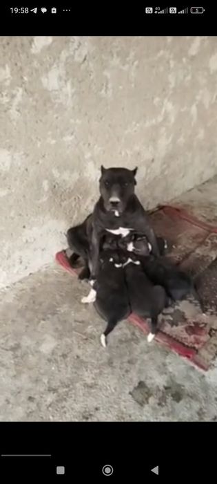 Gibrit alabaylar sotiladi