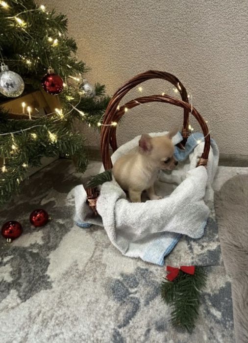 Чихуахуа бебета Момче и Момиче