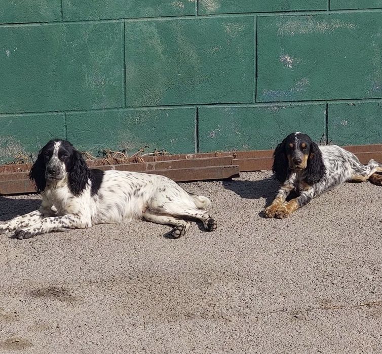 В розыске собака,хочу только увидется дам деньги столько сколько надо.