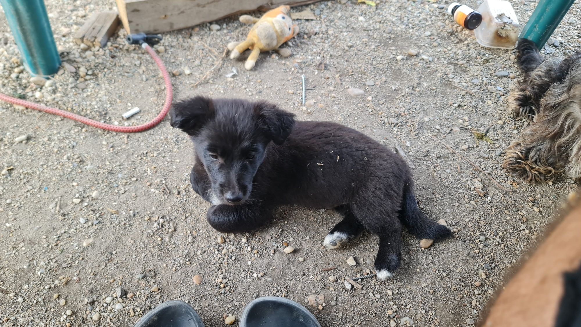 Ofer spre adoptie 2 catelusi dragalasi (baieti)