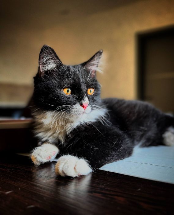 Котенок мальчик очень ласковый