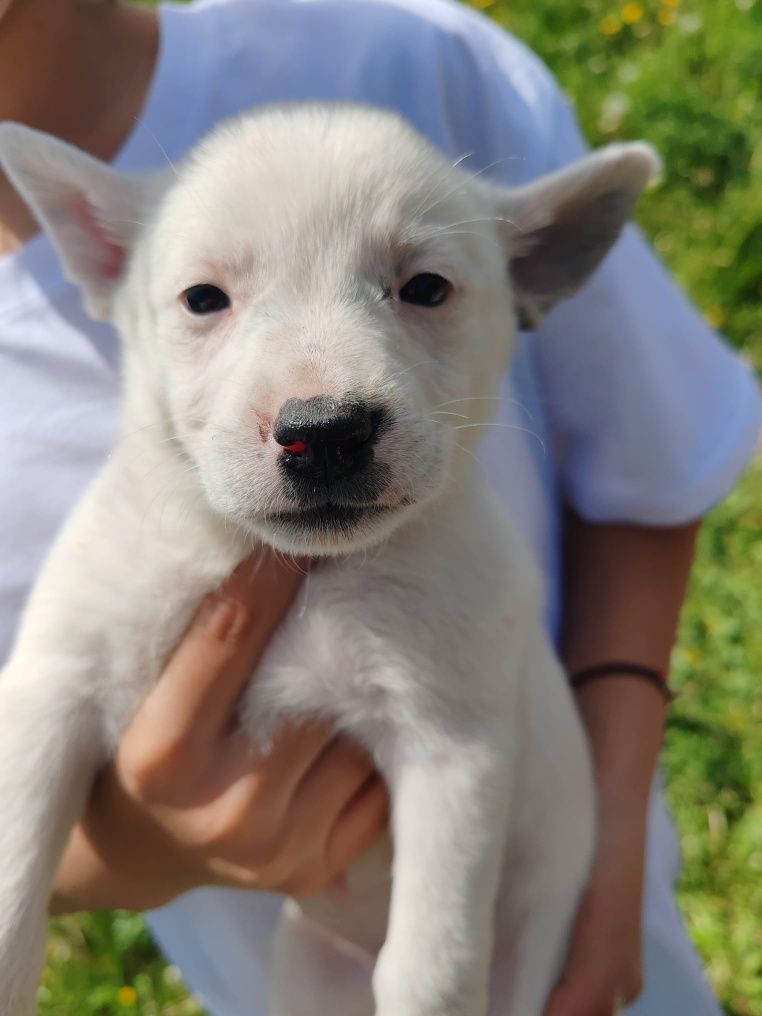Cățeluși spre adopție!!