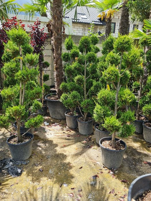 Plante ornamentale