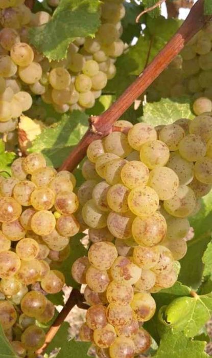 STRUGURI DE VIN.   Recoltă 2025
